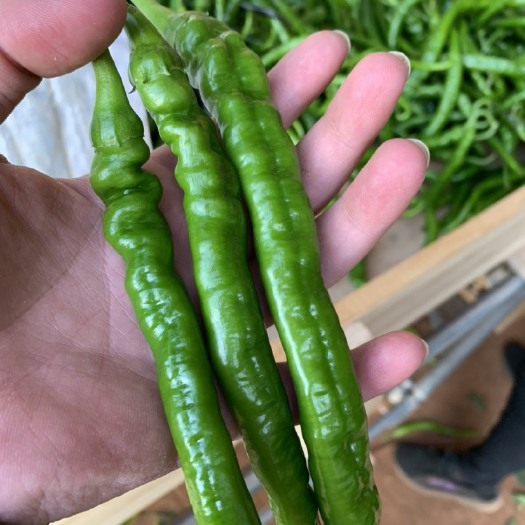徐闻县罗线椒螺丝线椒辣椒现摘量大优质