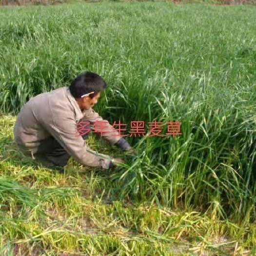 嘉祥县黑麦草种子 黑麦草