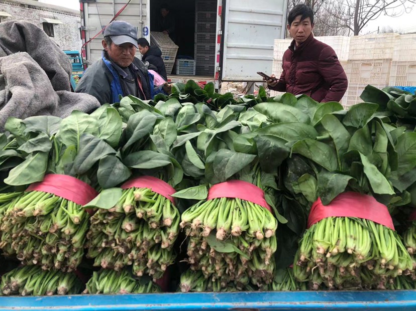 精品电商大叶菠菜 山东菠菜 质量好 做工好 包装 装车一条龙
