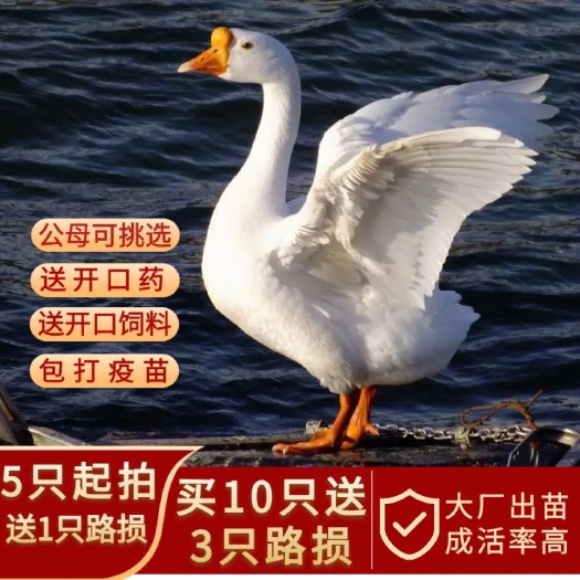 原阳县鹅苗大三花鹅苗网红白鹅苗大种白鹅苗产蛋王四季鹅批发零售