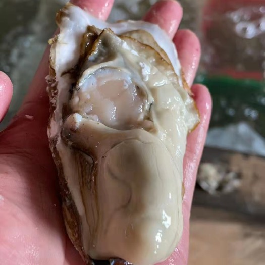 海阳市三倍体生蚝 山东乳山生蚝，各种规格齐全，电商一件代发，