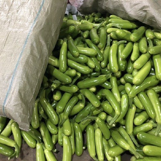青州市精品绿皮西葫芦
