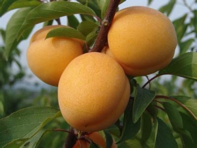 沙金红杏树苗，歇马杏树苗当年结果杏树苗根系发达毛细根多