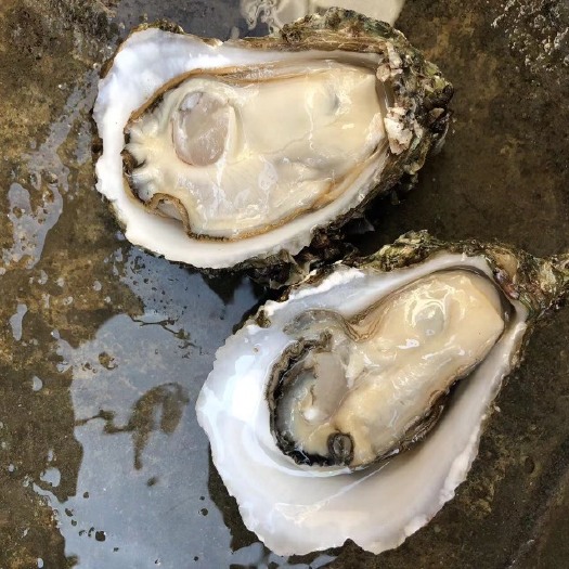 湛江 爽脆广东本地生蚝 鲜活海鲜水产 烧烤商用生蚝牡蛎 产地发