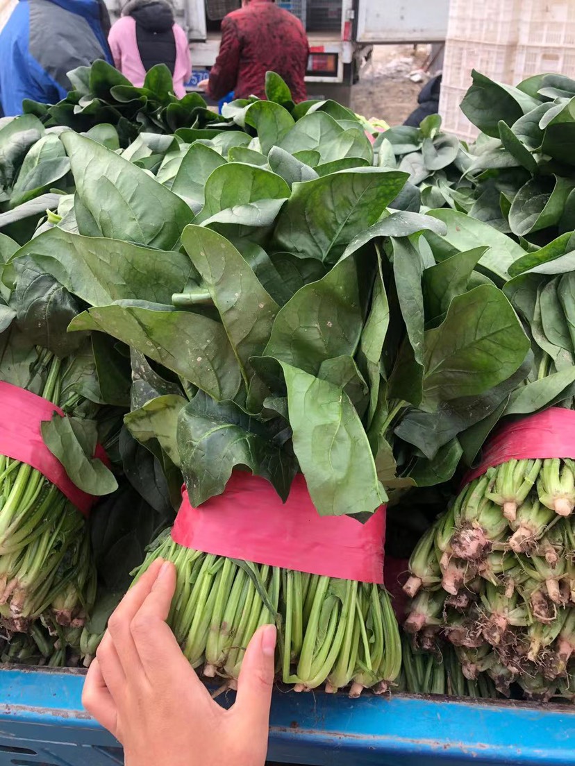 精品电商大叶菠菜 山东菠菜 质量好 做工好 包装 装车一条龙