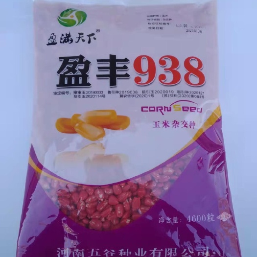 郑州盈丰938玉米种子  干玉米 盈丰938 大田种植玉米 高产稳产抗倒伏