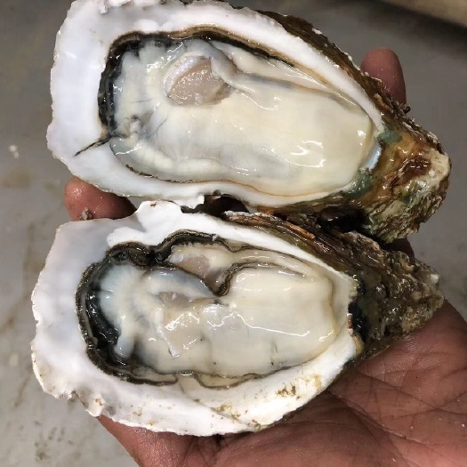 湛江长牡蛎 鲜活特大生蚝大牡蛎 湛江海洋水产批发 带壳整箱烧烤商用海蛎子
