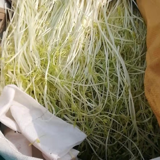 庐江县安徽庐江芹芽，自家种植绿色放心