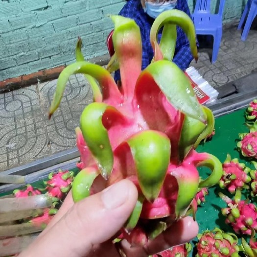 深圳 越南红心火龙果