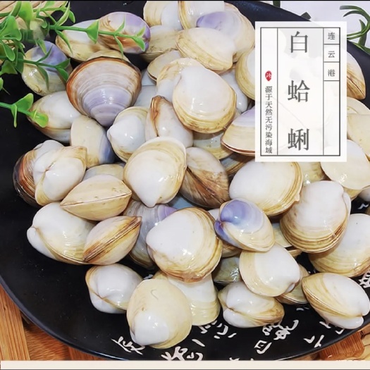 滨海县白蛤