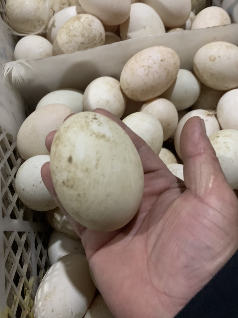 泰安白鸭蛋  雁鹅蛋，双黄鹅蛋，大桶蛋，鹅蛋，桶装大鹅蛋，盒装雁鹅蛋，鸭蛋