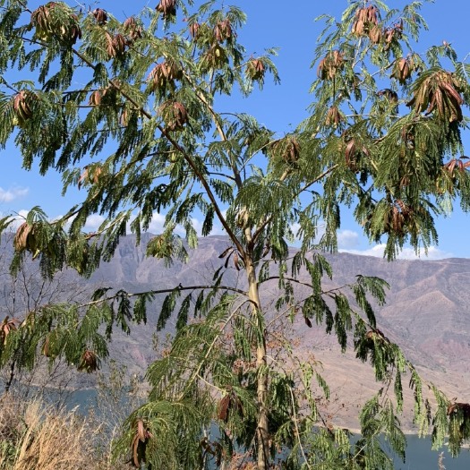 武定县凤凰木种子/银合欢/风景树木/种子大量批发