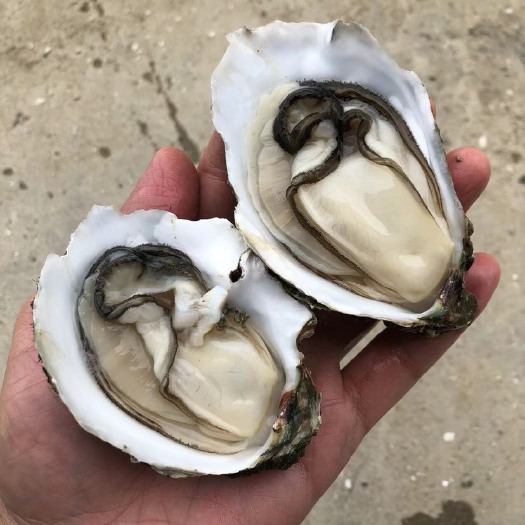 湛江长牡蛎 肥美爽脆现捞现捞海鲜水产批发 大中小生蚝牡蛎海蛎子 产地直发