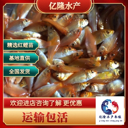 广州兴国红鲤鱼苗批发，支持全国发货空运，客运，送货上门服务