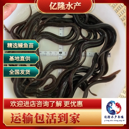 广州大量出售日本花锦鳗鱼苗，(河鳗，白鳗，欧鳗)规格齐全，