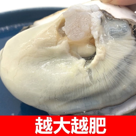 珍珠蚝  山东生蚝鲜活烧烤蚝乳山牡蛎海鲜水产高压锅蚝头乳山