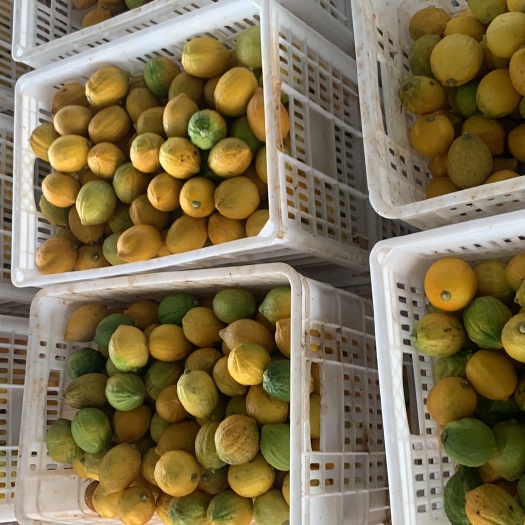 昆明广东香水柠檬次果丑果黄果价格便宜低价