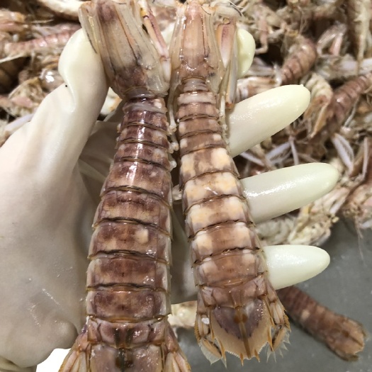 北海北海皮皮虾，濑尿虾