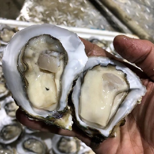 湛江长牡蛎 脆肉湛江本地生蚝 网红高压锅牡蛎生蚝海蛎子 鲜活海鲜贝壳批发