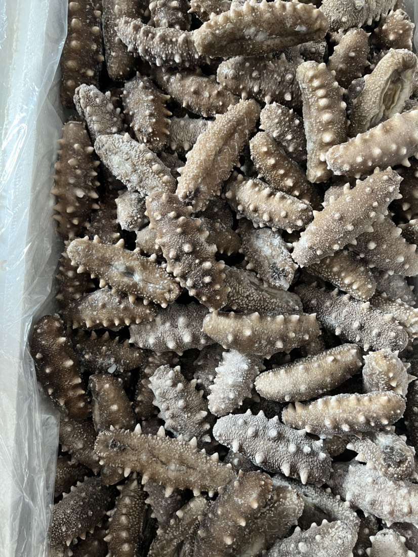 即食海参 大连即食，高中低端，工厂直出