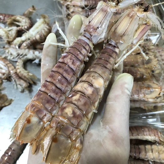 北海 皮皮虾批发