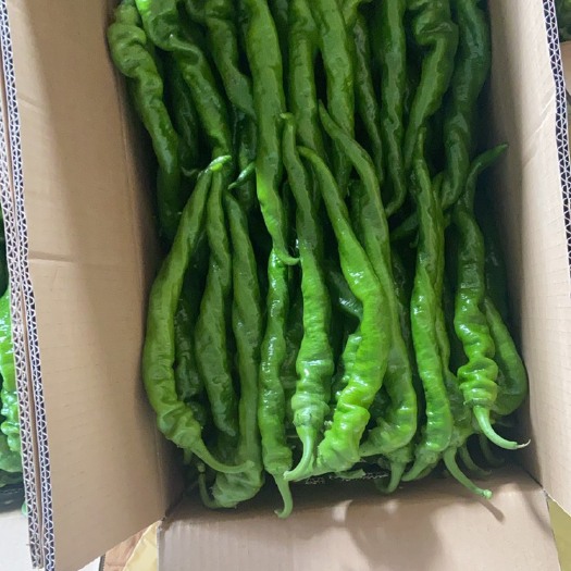 长沙精品螺丝椒