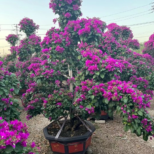 漳州紫花三角梅 福建三角梅批发基地2米高紫色造型三角梅