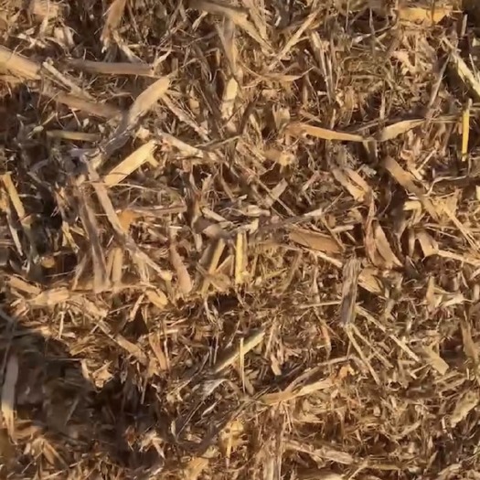 宜君县玉米秸秆 无土无膜 过夏揉丝