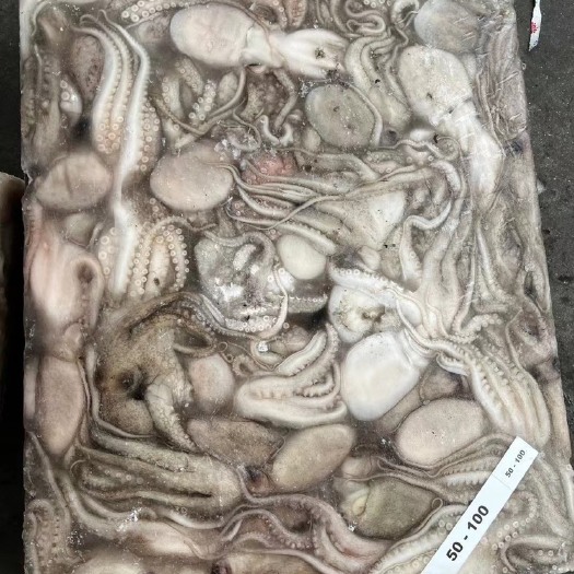 福州印尼章鱼原料