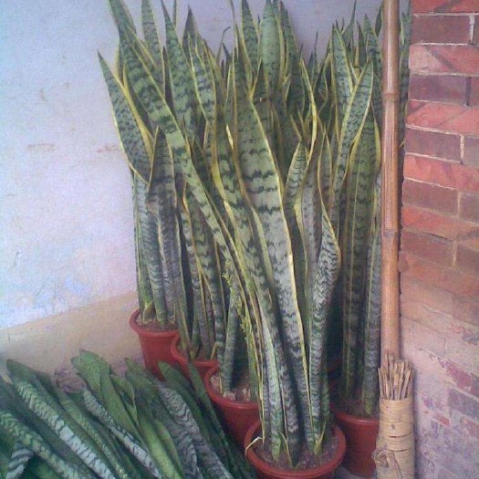 丰都虎皮兰 