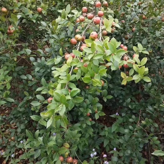 岑溪市山茶油 压榨法 