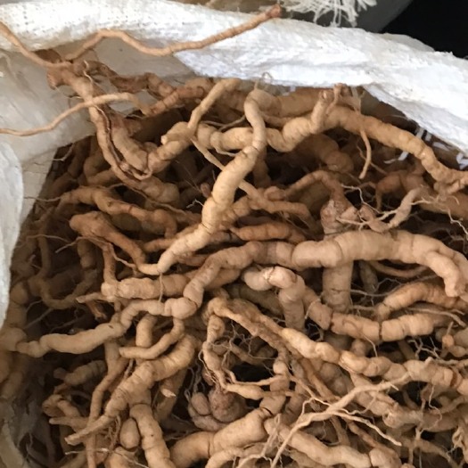 罗定市 巴戟天鲜条  鸡肠风