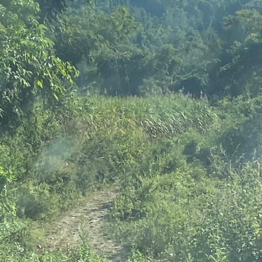 瑞丽市云南甘蔗