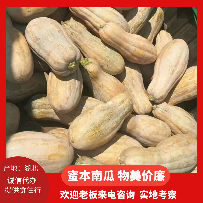 养殖南瓜，八成黄密本南瓜大量供应