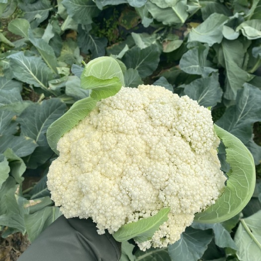 兴义市白花菜花 松花 基地直发