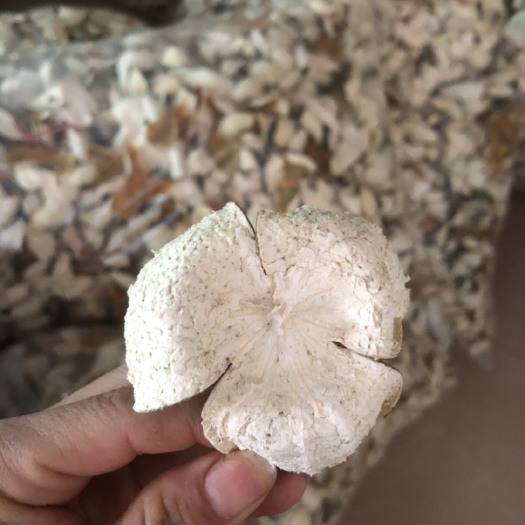翁源县 新会陈皮，当年新皮，大量出货！