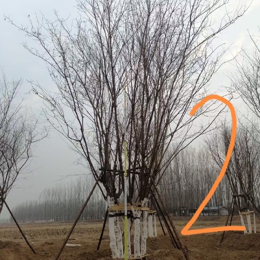 南召县大规格丛生五角枫，五个头，15公分左右，全冠，苗子自然