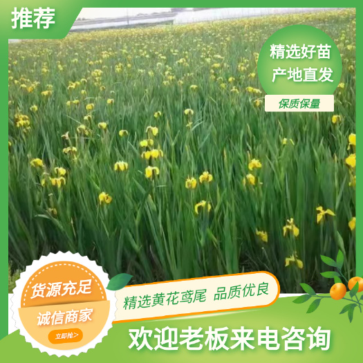 黄菖蒲   黄花鸢尾