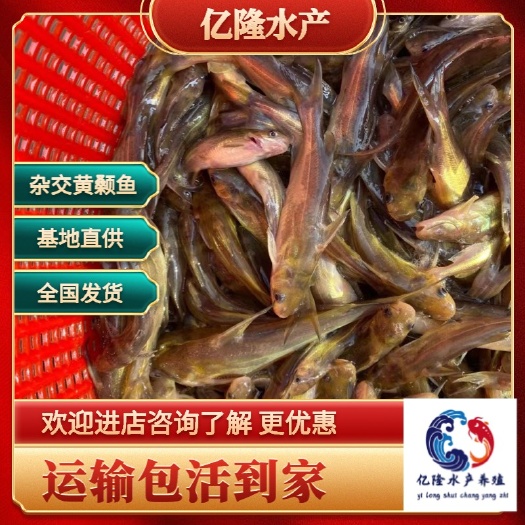 广州黄颡鱼苗  黄颡鱼黄骨鱼批发，支持全国发货空运，客运送货上门