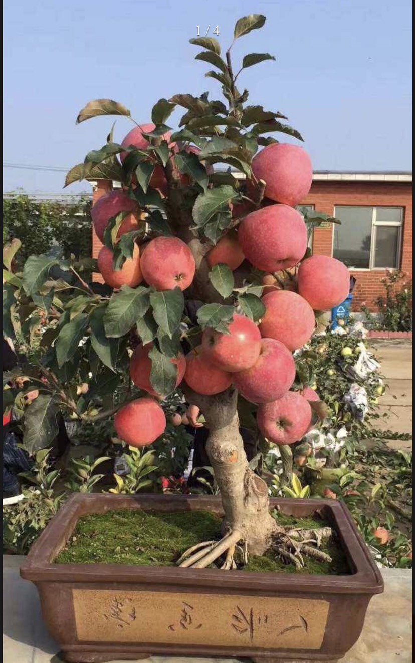 临沂 批发矮化红富士苹果盆栽苗苹果盆景矮化苹果盆栽