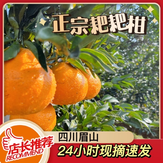眉山四川省眉山市春见耙耙柑新鲜现摘现发