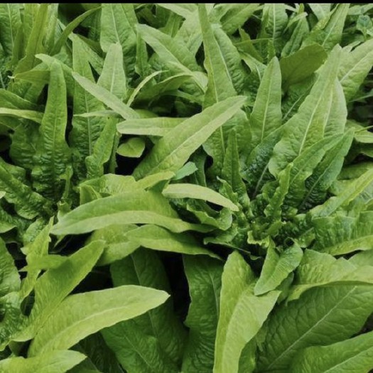 彭州市油麦菜