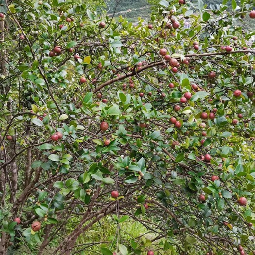 永州山茶油 天然野生茶籽油