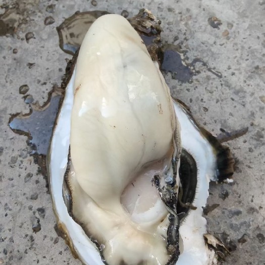 湛江长牡蛎 台山蚝全规格，一手货源批发