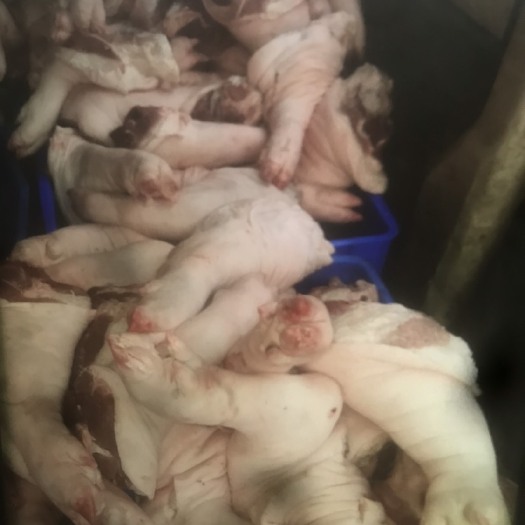 榆林猪蹄 国产手铮，10吨前后混装，新开检疫，有需要的老板联系我