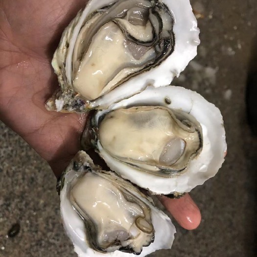 湛江 爽脆广东生蚝批发大中小全规格生蚝牡蛎 鲜活湛江海鲜水产 产地