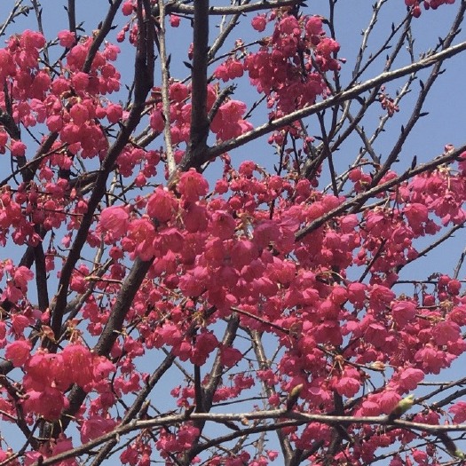 福建山樱花