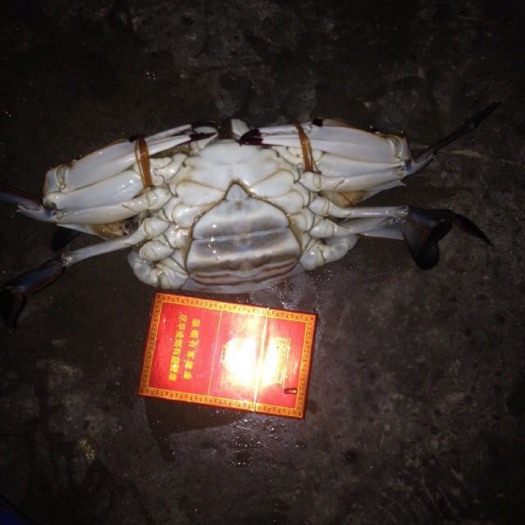 连云港石甲红 