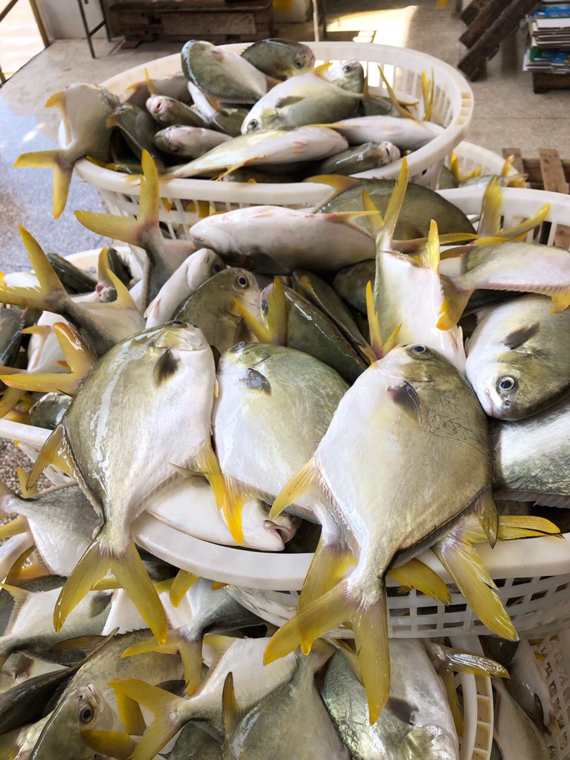 北海深海金鲳鱼一手货源海联岛养殖基地金鲳鱼新鲜海鱼批发