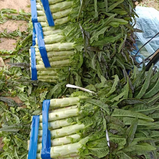 公安县万亩红叶莴笋  毛菜，净菜，杆子，大量上市